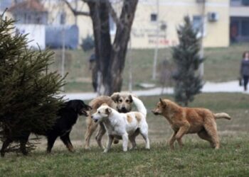 Ndërron jetë 8-vjeçari pasi u sulmua nga qeni