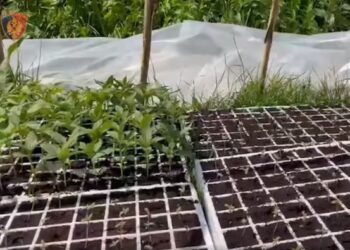 Zbulohen dy serra me kanabis në Krujë, shpallen në kërkim babë e bir