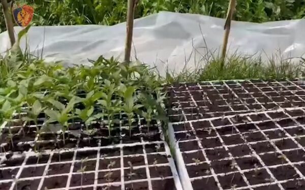 Zbulohen dy serra me kanabis në Krujë, shpallen në kërkim babë e bir