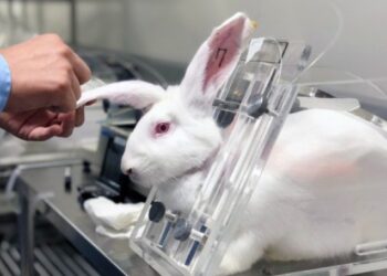 ​300 milionë kafshë vdesin në vit në testime laboratorike