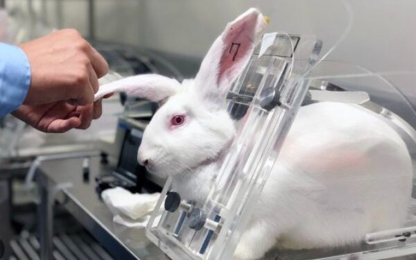 ​300 milionë kafshë vdesin në vit në testime laboratorike