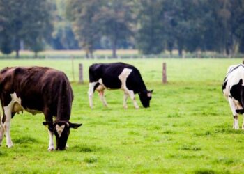 Peci: Synojmë të krijojmë një fond blegtoral, të shikojmë se cila racë e gjedheve duhet të sillet në Kosovë