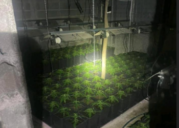 Arrestohet serbi i tretë për përpunim e kultivim të lëndëve narkotike