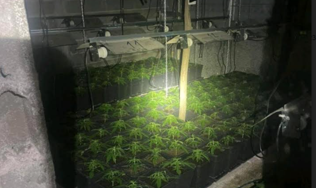 Arrestohet serbi i tretë për përpunim e kultivim të lëndëve narkotike