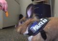 Njihuni me oficerin Hops, “polici” më i lezetshëm në botë