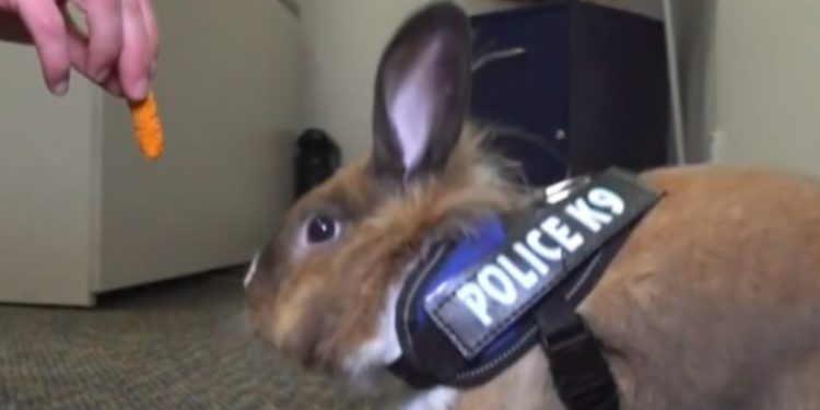 Njihuni me oficerin Hops, “polici” më i lezetshëm në botë