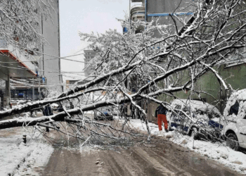 Rreziku nga drunjtë e rrëzuar në Prishtinë, bllokohet Parku i Qytetit