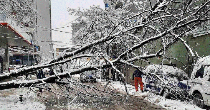 Rreziku nga drunjtë e rrëzuar në Prishtinë, bllokohet Parku i Qytetit