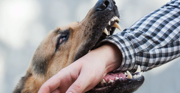 Vdes një fëmijë në Shkup, u sulmua nga qeni i fqinjit