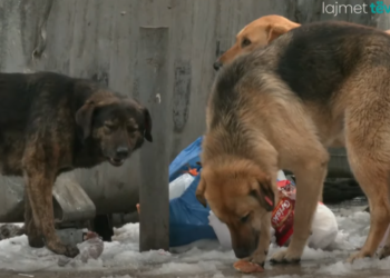 Deputeti shqiptar: Pres që rezoluta e iniciuar nga Rama t’i rrëzojë pretendimet e Martyt