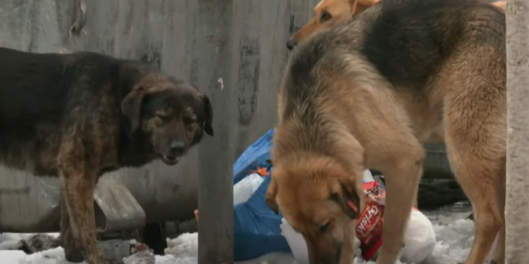 Deputeti shqiptar: Pres që rezoluta e iniciuar nga Rama t’i rrëzojë pretendimet e Martyt