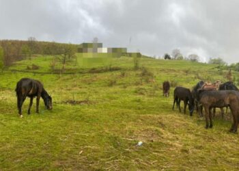 Parandalohet kontrabanda me kafshë në Viti