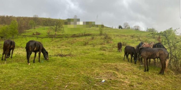 Parandalohet kontrabanda me kafshë në Viti