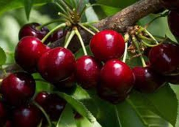 Përse duhet të hani qershi para gjumit