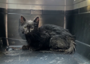 Gjendet e gjallë macja e bllokuar në tub shiu për tre ditë