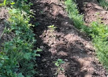 Asgjësohen mbi 6 mijë fidanë kanabis në Krujë, Lezhë e Shkodër