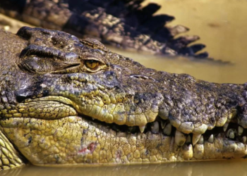 Trupi i një peshkatari australian të zhdukur gjendet brenda një krokodili