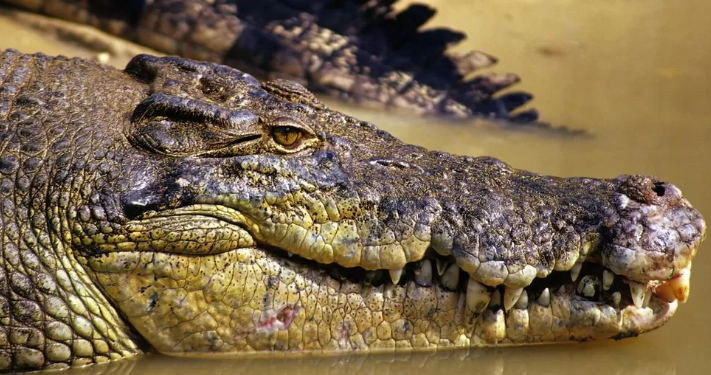 Trupi i një peshkatari australian të zhdukur gjendet brenda një krokodili
