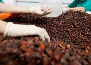 Produktet organike të Kosovës në tregjet evropiane