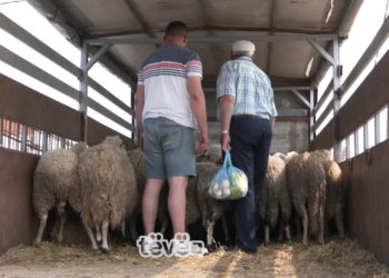 Çmimi i kurbanëve shkon deri në 300 euro