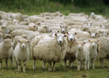 Kontrabandonte 21 dele, ndalohet nga policia