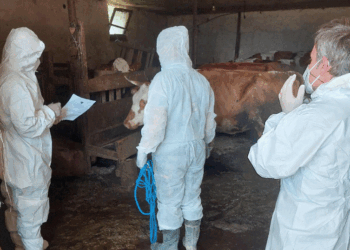 AUV: Asgjësohen 32 krerë gjedhe me sëmundje të Brucelozës