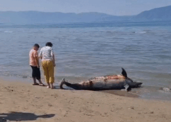 Gjendet një delfin i ngordhur në breg të detit në Vlorë