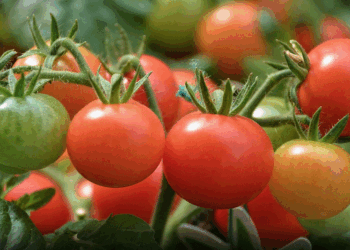 Domatet nga Shqipëria rezultojnë brenda parametrave të lejuar për konsum