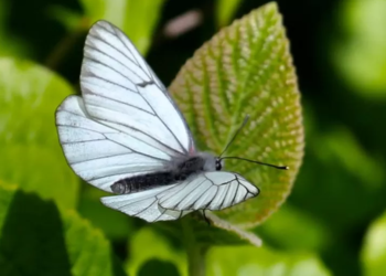 Llojet e fluturave ‘të zhdukura’ rishfaqen në Mbretërinë e Bashkuar