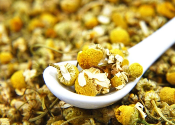 Koha ideale e mbledhjes së kamomilit dhe mënyra e duhur e tharjes së tij