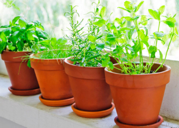 Si të mbani larg insektet nga lulet e shtëpisë