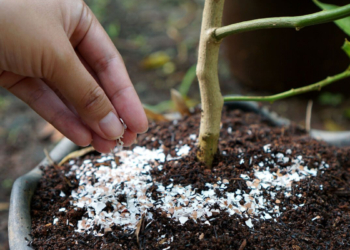 Si të ushqeni bimët tuaja me lëvozhgat e vezës?