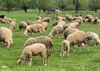 Vidhen 15 krerë dele në një fshat të Prizrenit