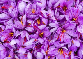 Efektet anësore të shafranit të Indisë