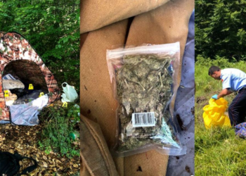 Megaoperacion anti kanabis, asgjësohen 1777 fidanë në Shqipëri