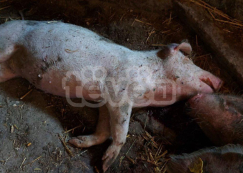 Regjistrohet rasti i parë me Murtajën Afrikane të Derrit në Kosovë