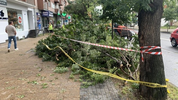 ​Një tjetër lis rrëzohet në Prishtinë, rrezikohen qytetarët