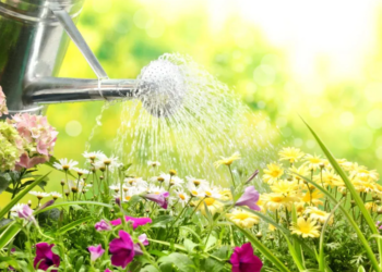 Faktorët që ndikojnë në rritjen dhe lulëzimin e bimëve