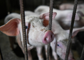 Kosova merr masa për të penguar përhapjen e murtajës afrikane të derrit