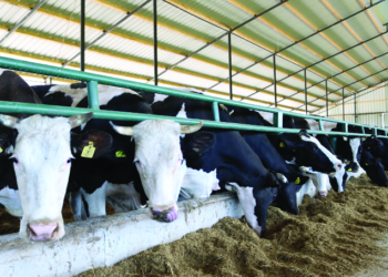 Hapet aplikimi për pagesa direkte në sektorin e blegtorisë