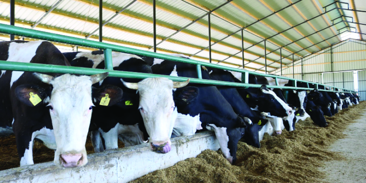 Hapet aplikimi për pagesa direkte në sektorin e blegtorisë