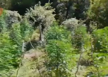 Asgjësohen 773 bimë kanabis në malësinë e Krujës