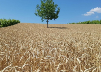 Ministria e Bujqësisë fillon me realizimin e pagesave të subvencioneve