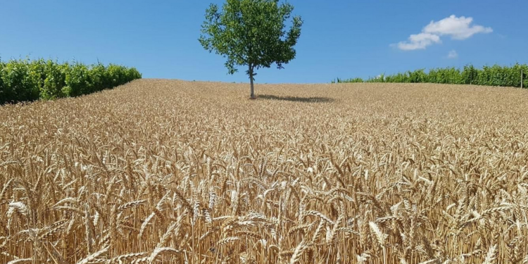 Ministria e Bujqësisë fillon me realizimin e pagesave të subvencioneve