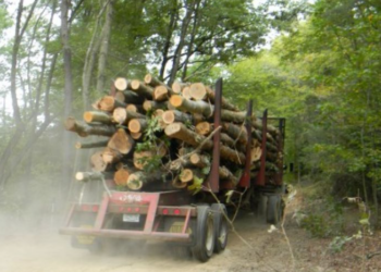 Kapet duke prerë dru në mal, arrestohet recidivisti