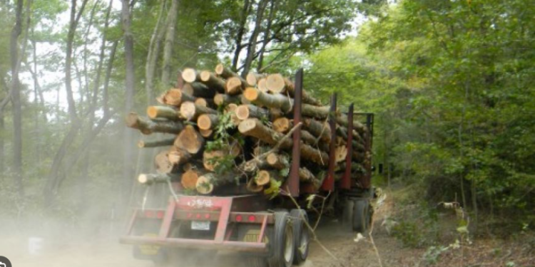 Kapet duke prerë dru në mal, arrestohet recidivisti