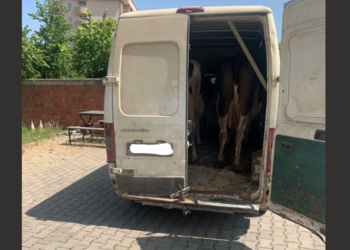 Arrestohet recidivisti i kontrabandës me gjedhe