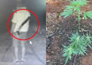 Toka me kanabis në fshatrat e Malësisë së Madhe, tre të arrestuar