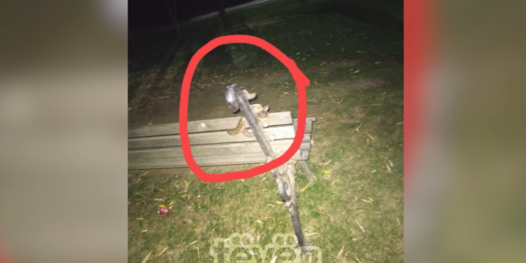 Gjarpri më helmues në Europë shihet në Gërmi