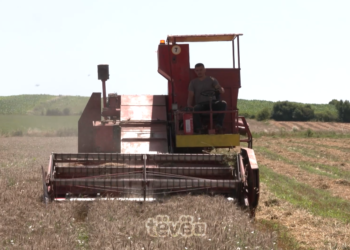 Rreth 45% më pak sasi të grurit këtë vit